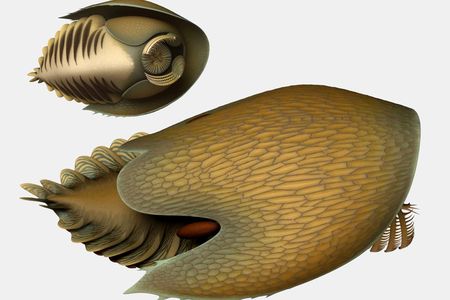 A reconstruction of Cambroraster falcatus, a large predator arthropod of the Cambrian Period. 

