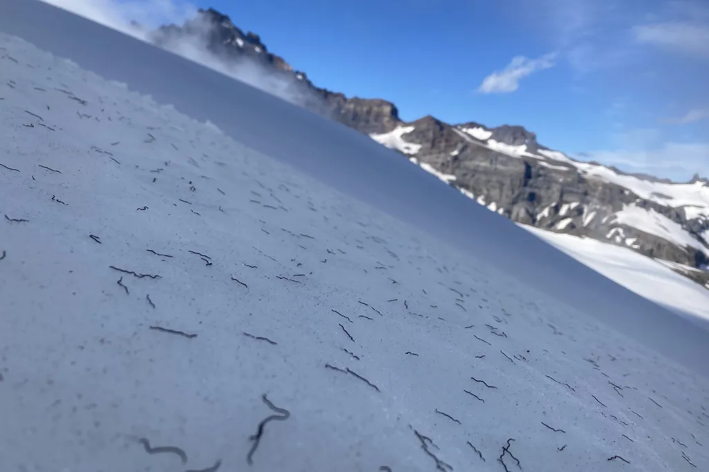 iceworms on a glacier