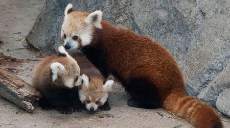 Meet Pili and Damini, pictured here with their mother Shama.