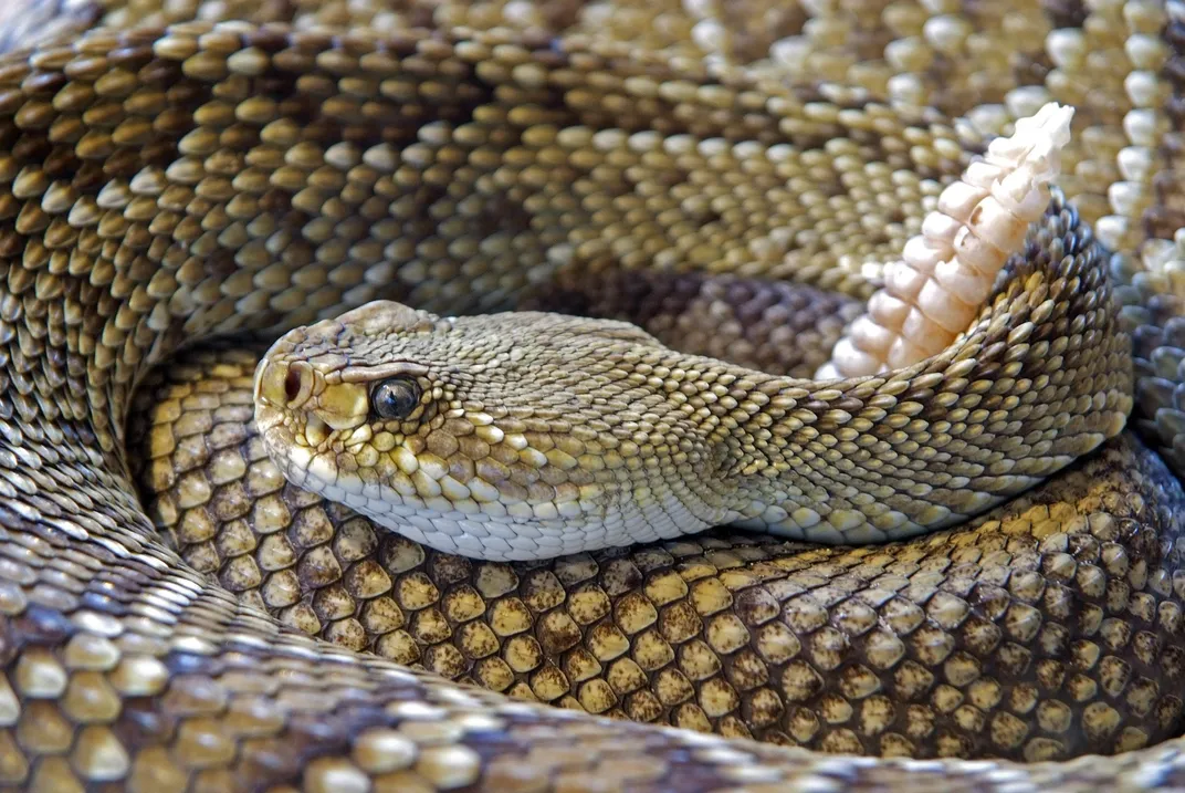 A close-up image of coiled rattlesnake facing left