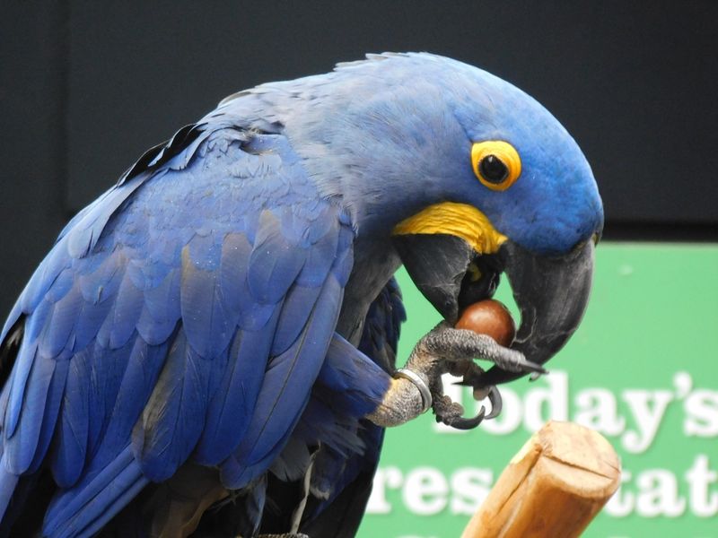 Blue Bird eating a nut Smithsonian Photo Contest Smithsonian Magazine