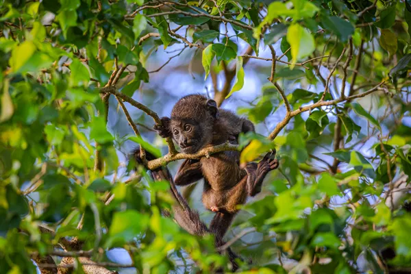 Baby Howler Monkey thumbnail