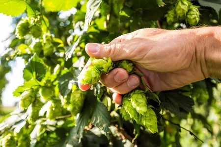 In search of distinctly American beer hops.