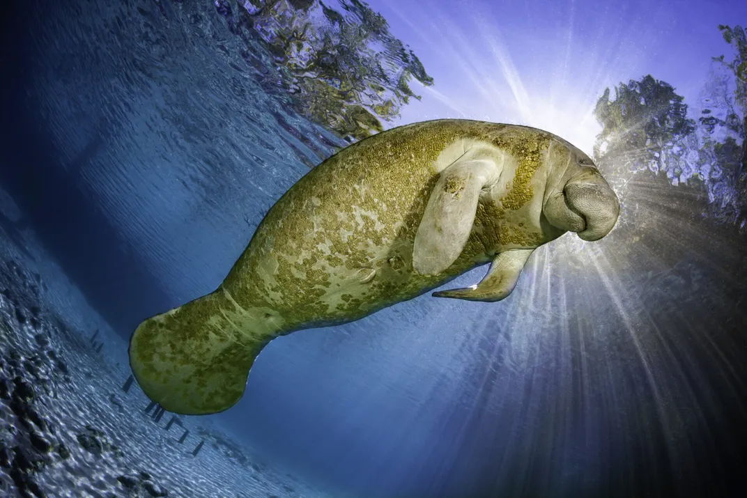a manatee backlit underwater by the sun