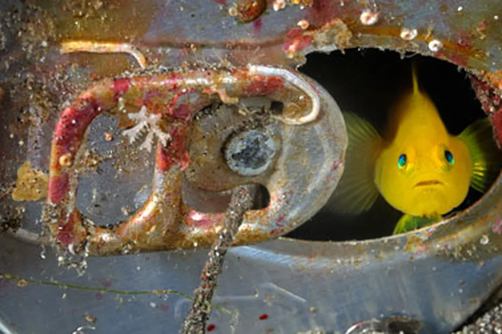 yellow goby