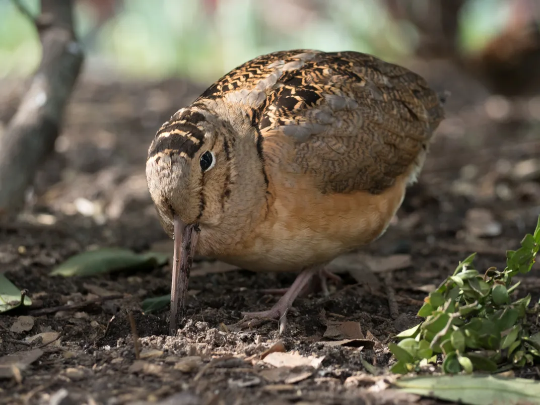 an American woodcock sticks its bill into the soil