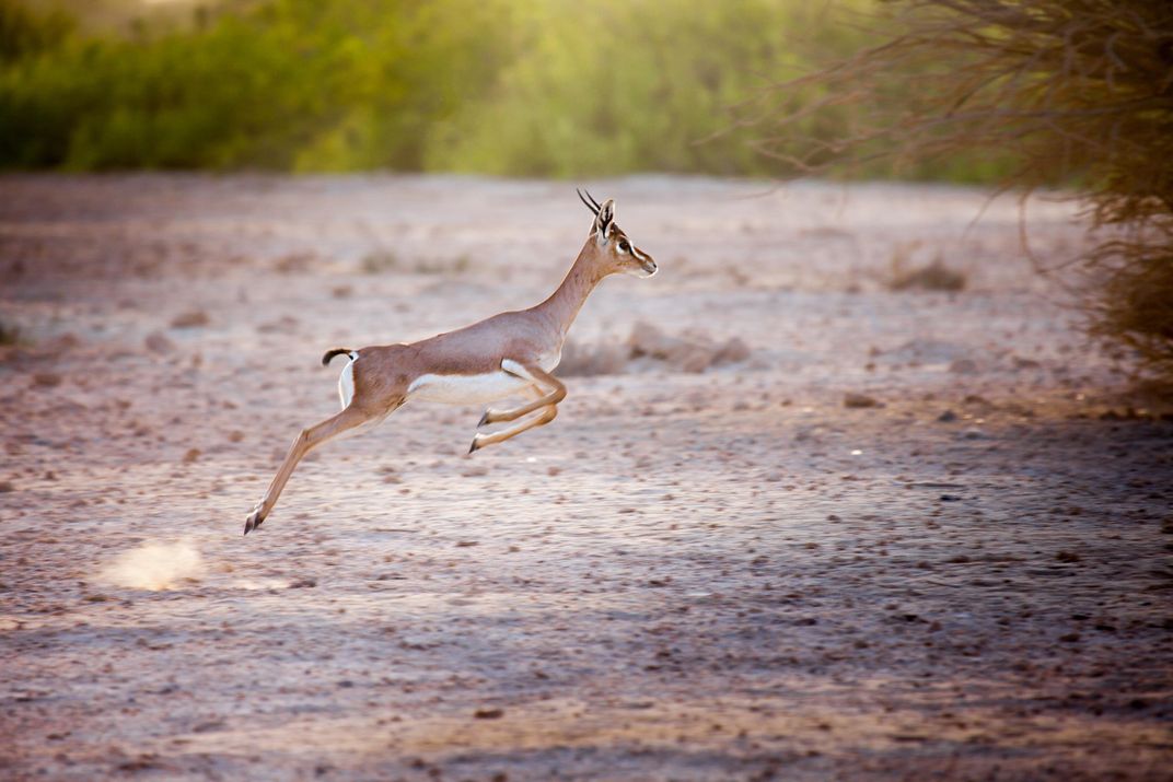 Jumping gazelle on Sir Bani Yas island, UAE