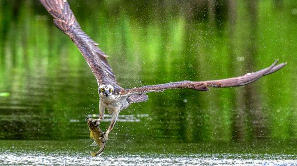 Osprey With Fish thumbnail