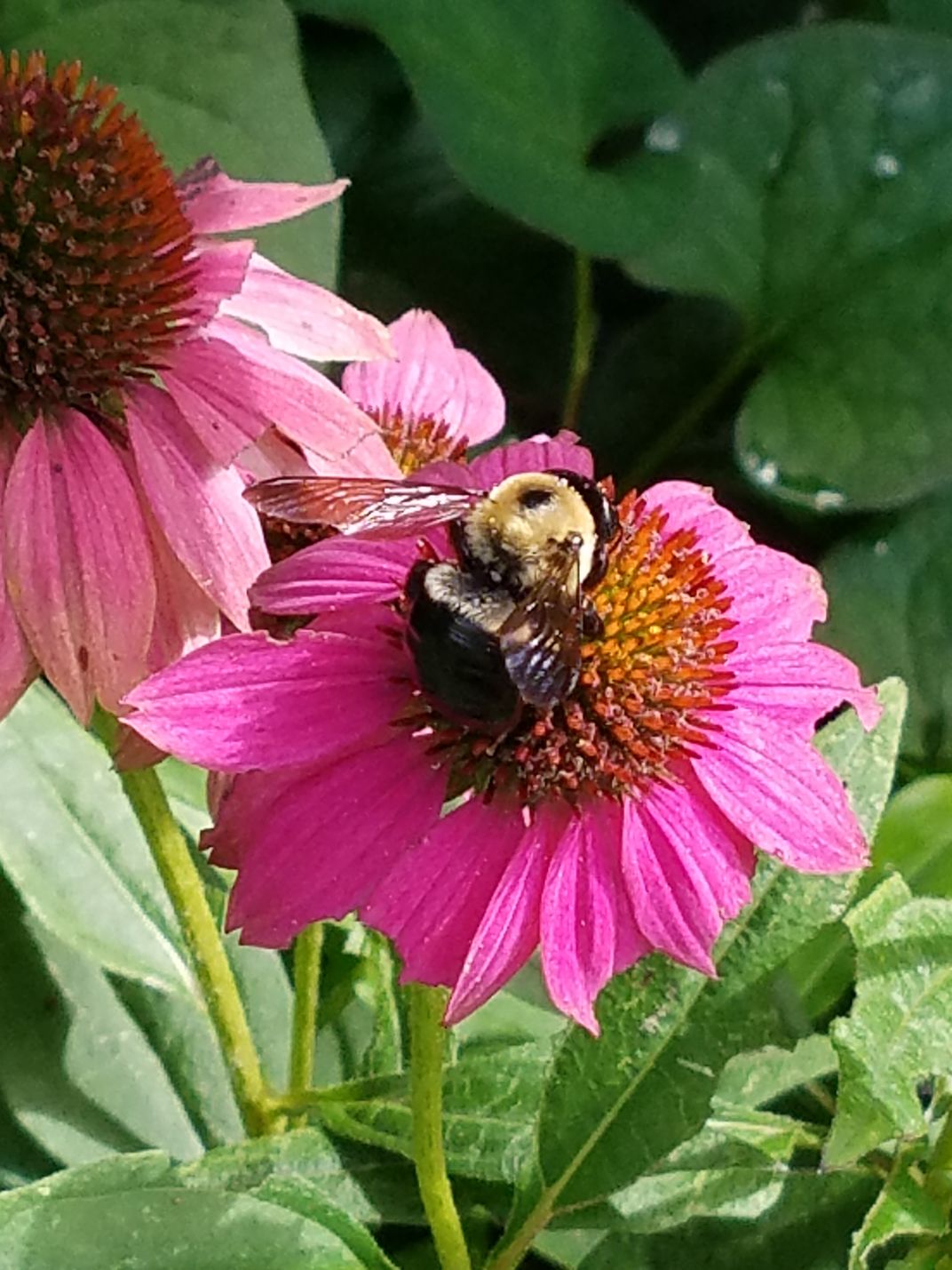 Bees and coneflowers Smithsonian Photo Contest Smithsonian Magazine