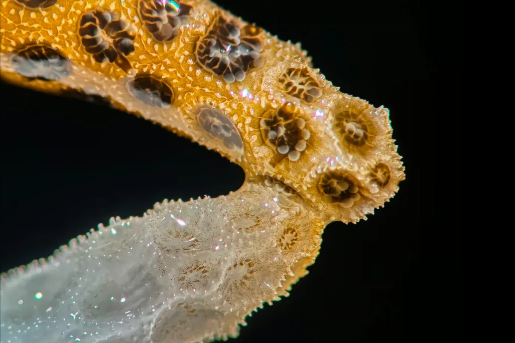a brownish coral touching a whitish one