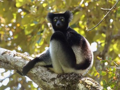 Indri indri, a critically endangered species native to Madagascar, sings shrieking tunes to communicate with their social groups.
