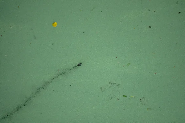 Swimming frog thumbnail