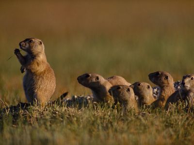 A prairie dog group scans for predators in South Dakota. 