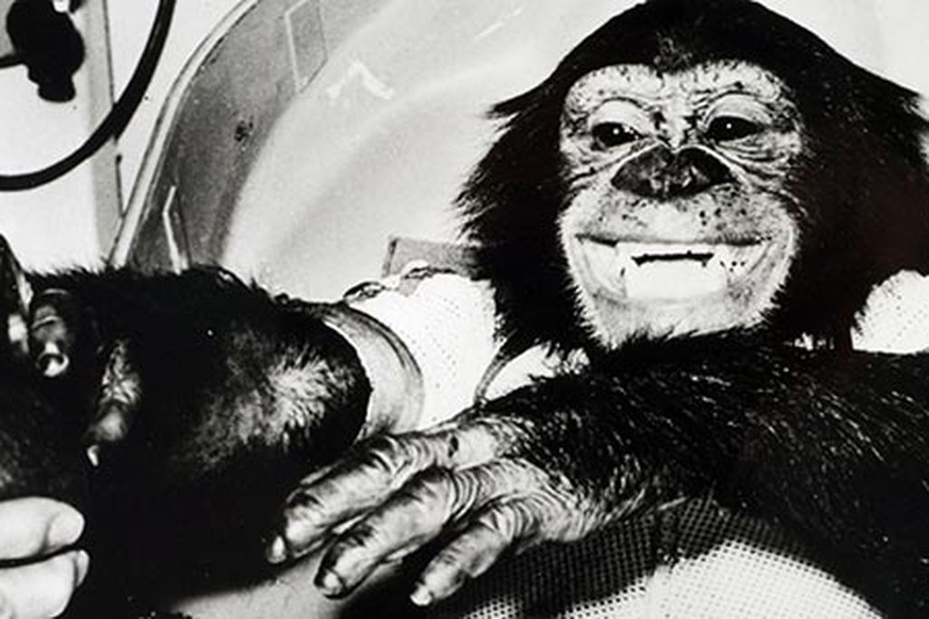 Ham the Chimpanzee