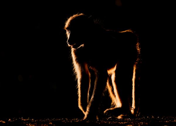 Rim-lit baboon thumbnail
