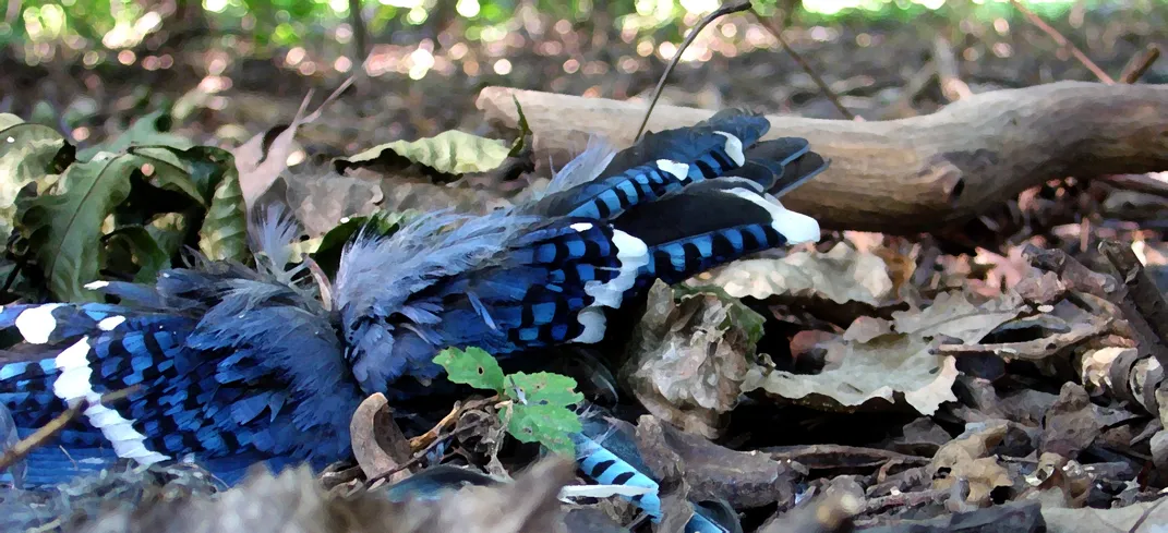 Blue Jay wings found on my wooded lot, spread like angel wings., Smithsonian Photo Contest