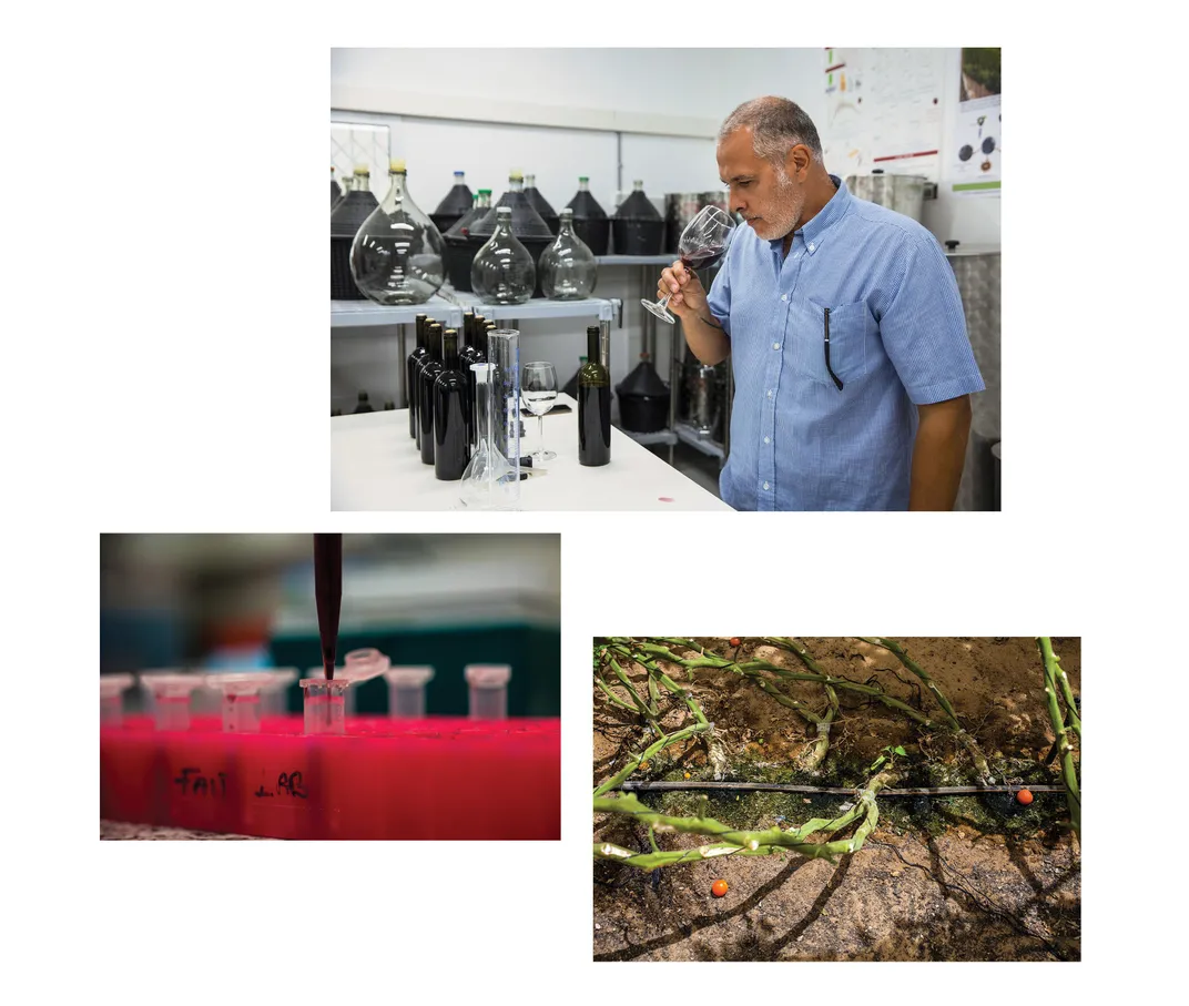 Aaron Fait at Jacob Blaustein Institues for Desert Research; analysis of wine drops; vines in desert soil