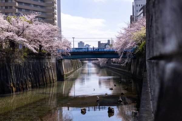 White birds in Meguro River during cherry blossom season thumbnail