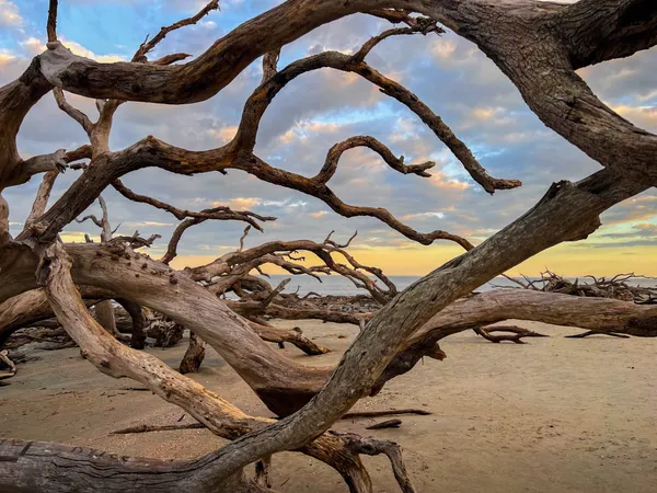 Driftwood on Driftwood Beach thumbnail