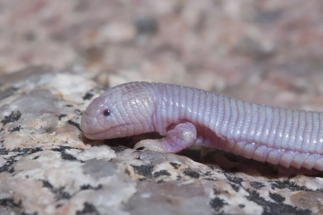 Mexican mole lizard