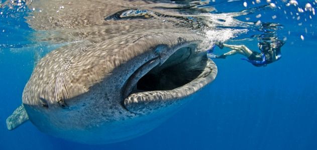 Best Shark Photographs from the Last Ten Years of Photo Contests