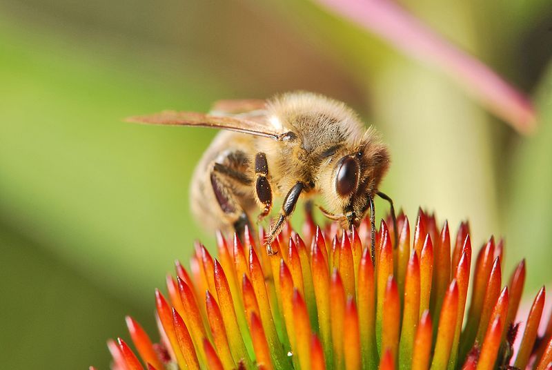 A close-up image of a western honeybee sitting on a flower. The flower has spiky, orange and red petals; the bee has its face down in the petals.