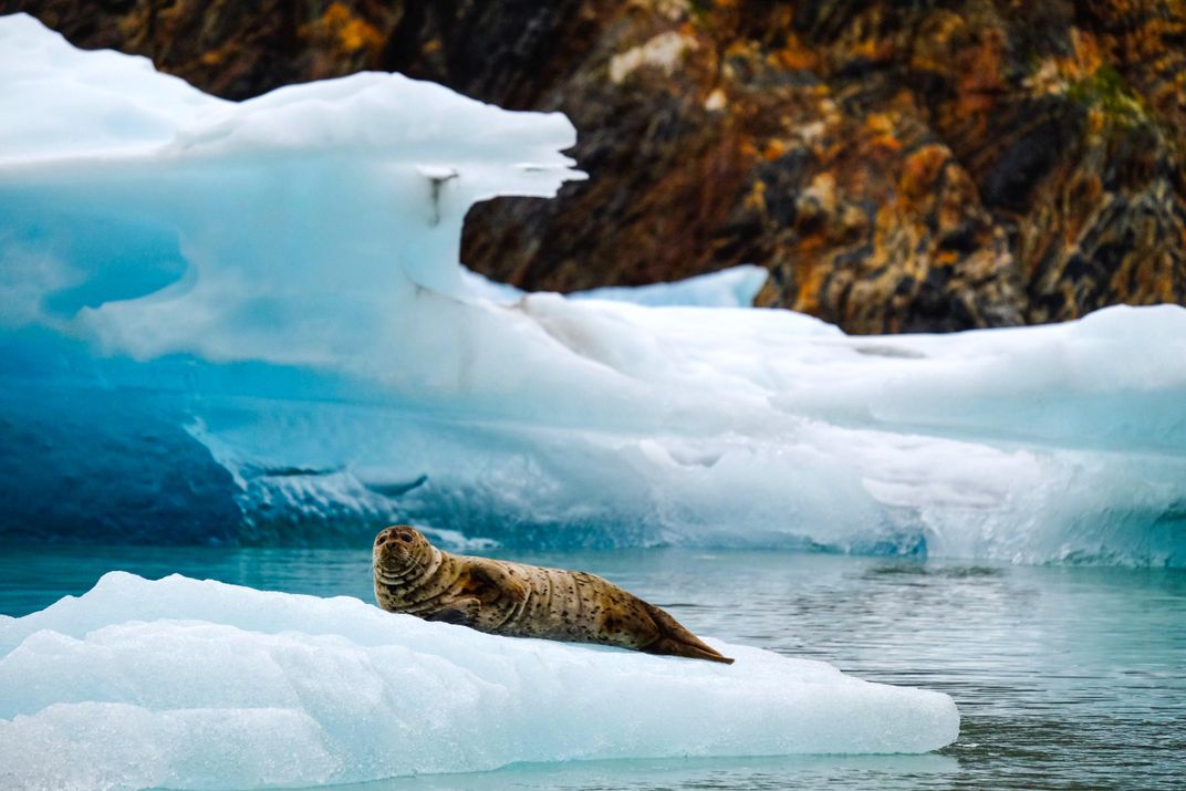Harbor seal lounging on an iceberg. Credit: Larisa Manewal