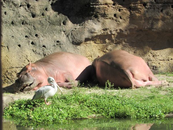 Hippo Nap Time thumbnail