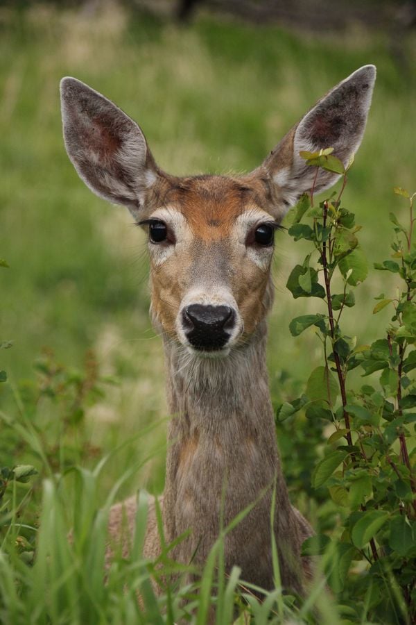Oh deer, what pretty eyes you have. thumbnail