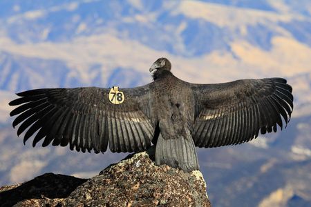 Scientists use a California condor specimen from 1835 — part of the Smithsonian’s very first collection of items — to study the critically endangered species. Pictured: a young California condor in Pinnacles National Park. (Gavin Emmons)
