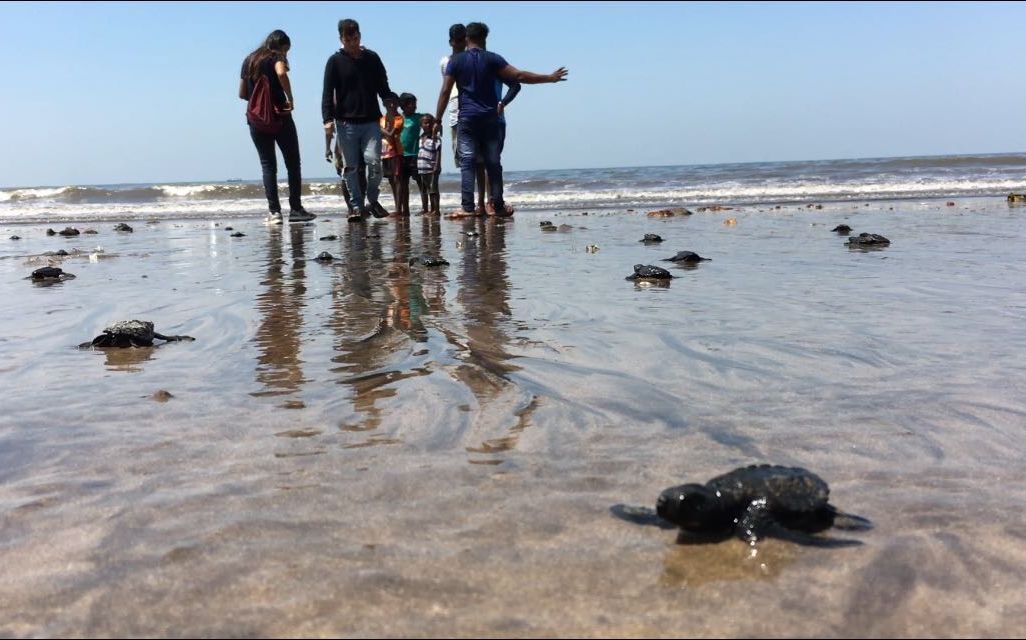 Mumbai Turtles