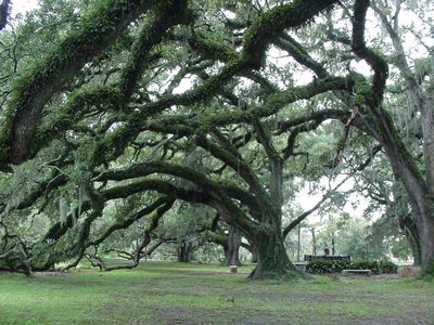 The Dueling Oaks in New Orleans' City Park