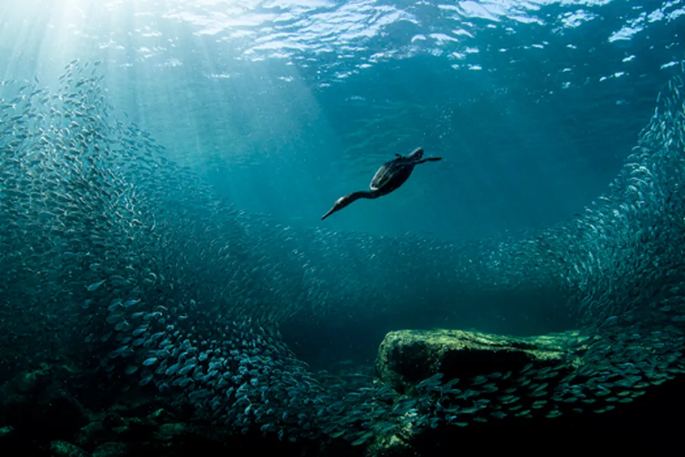 Bird diving underwater (mobile)
