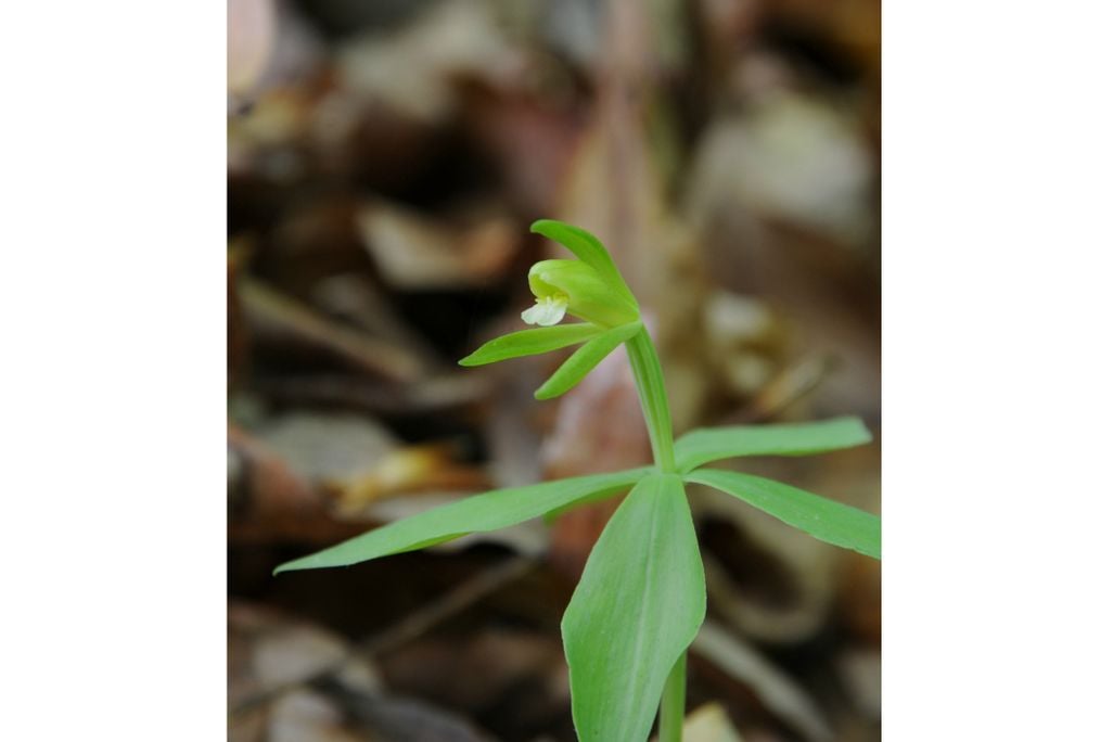 Small Whorled Pogonia
