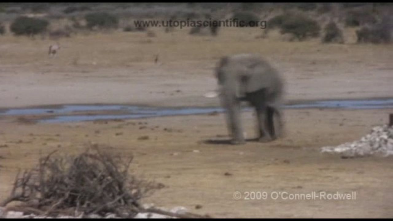 Preview thumbnail for Elephants Keeping Their Ears to the Ground