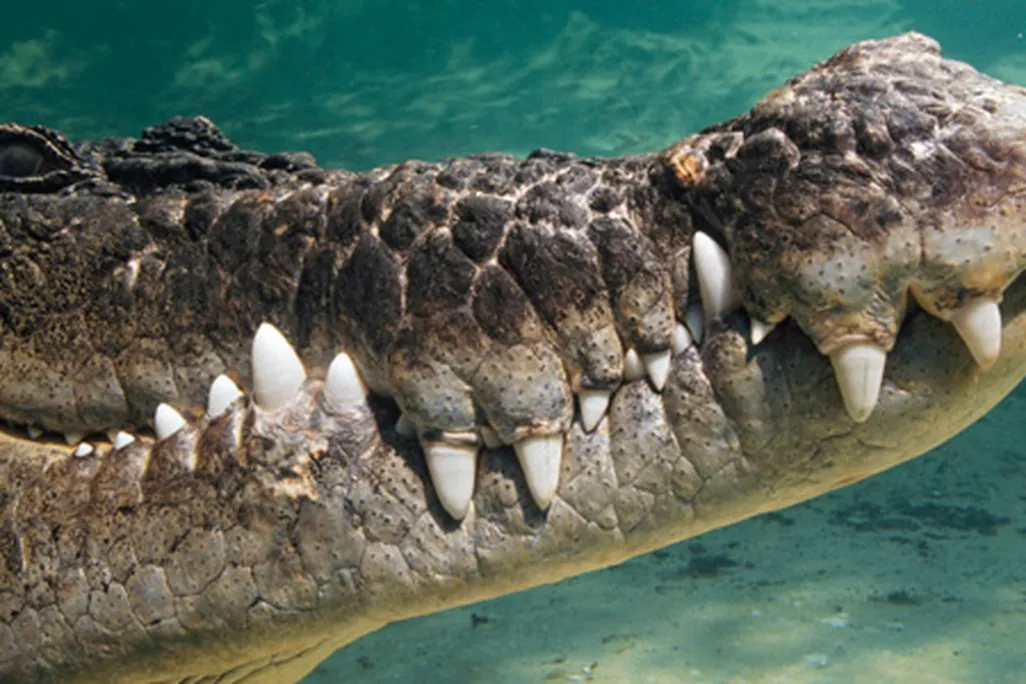 Crocodile