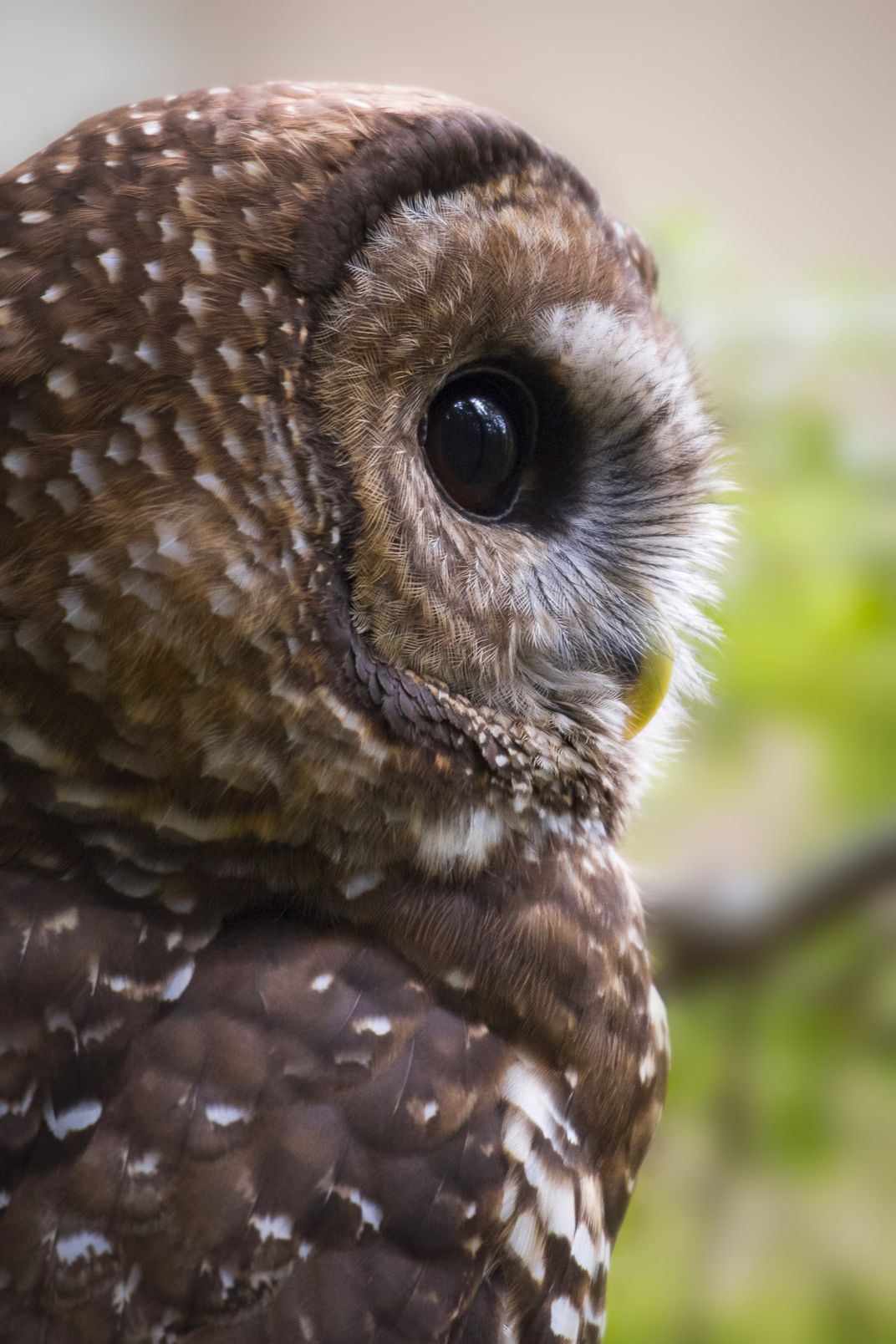 Profile Image Of A Northern Spotted Owl Smithsonian Photo Contest 