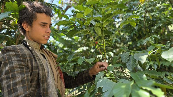 Yemeni Coffee Heritage thumbnail