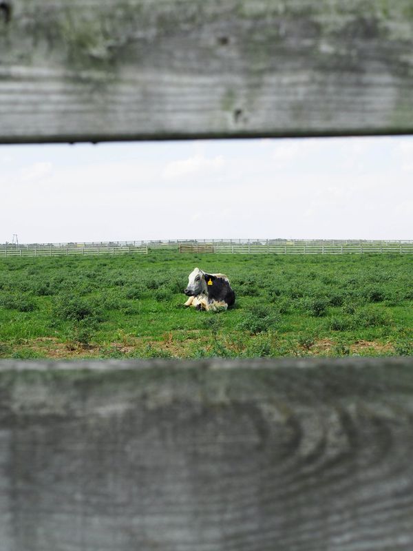 Lonely Cow thumbnail