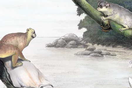An artist's depiction of Afrotarsius (upper left) and other early primates from Africa