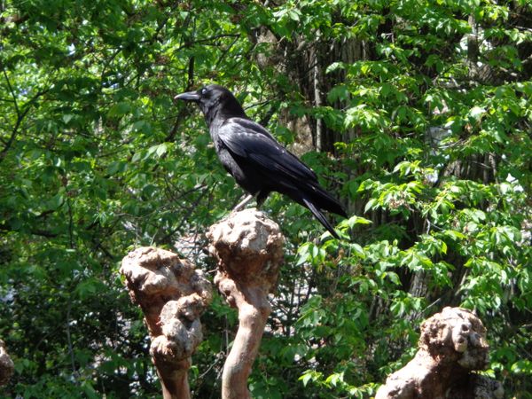 A black bird perched on an old tree in the garden. thumbnail