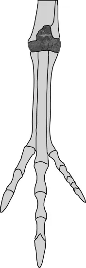 A diagram showing the placement of the ceratosaur ankle bone.
