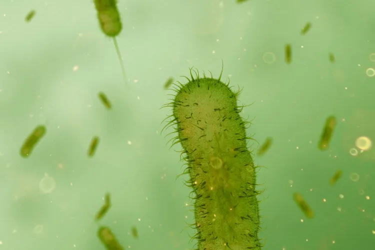 an illustration of green, tube-like cells, each with some hairs and a tail