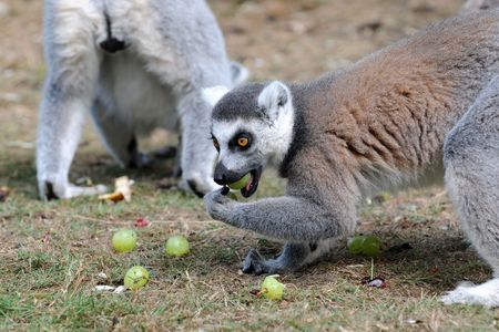 To find the roots of an unlikely connection, researchers are untangling lemur microbiomes. Here, ring-tailed lemurs  feast at Serengeti Park in Hodenhagen, Germany.