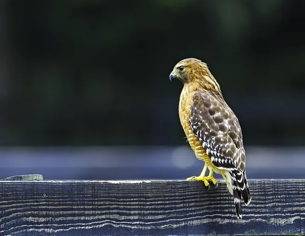 Red Shouldered hawk thumbnail