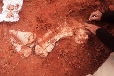 Ricardo Martínez digging up the arm of the dinosaur Ingentia prima in Triassic  layers of Balde de Leyes, San  Juan Province, Argentina.