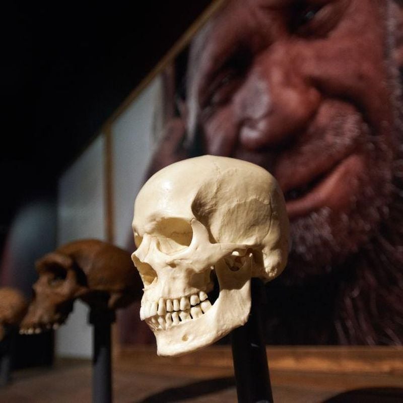 Human Ancestors May Have Evolved the Physical Ability to Speak More Than 25  Million Years Ago, Science