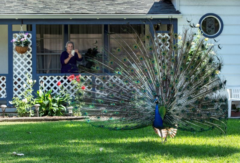 a peacock on a lawn