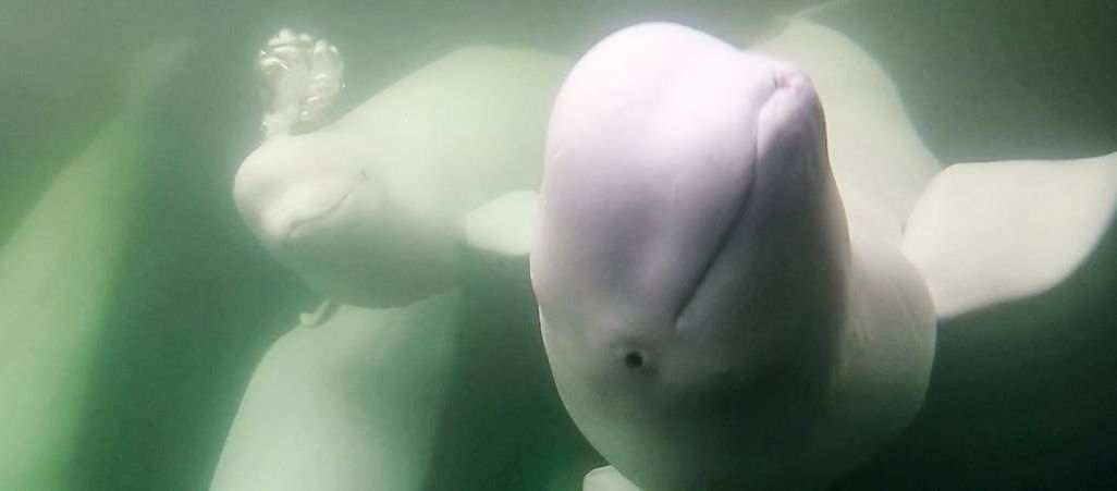 An image of a group of beluga whales looking into the camera underwater