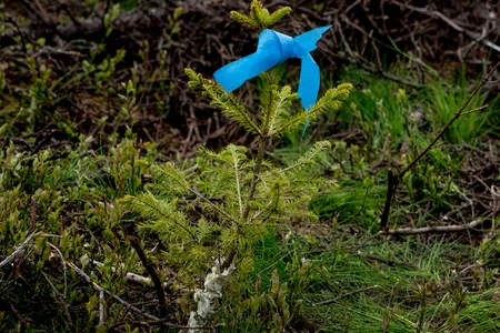 One of the new trees in the Future Library forest.